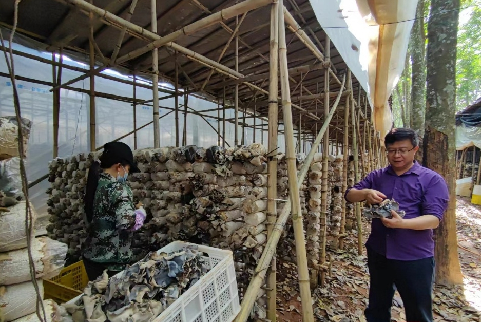 牵手院校，科技智力支撑儋州&ldquo;小木耳&rdquo;造就&ldquo;亿元&rdquo;大产业